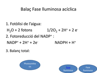 Balaç Fase lluminosa acíclica 
Fase 
lluminosa 
Fase 
lluminosa 
1. Fotòlisi de l’aigua: 
H2O + 2 fotons 1/2O2 + 2H+ + 2 e- 
2. Fotoreducció del NADP+ : 
NADP+ + 2H+ + 2e- NADPH + H+ 
3. Balanç total: 
Photosinthe 
sis 
 