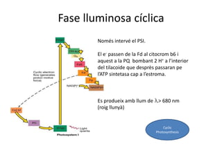 Fase lluminosa cíclica 
Només intervé el PSI. 
El e- passen de la Fd al citocrom b6 i 
aquest a la PQ bombant 2 H+ a l’interior 
del tilacoide que desprès passaran pe 
l’ATP sintetasa cap a l’estroma. 
Es produeix amb llum de λ> 680 nm 
(roig llunyà) 
Cyclic 
Photosynthesis 
 