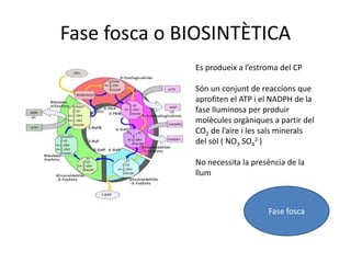 Fase fosca o BIOSINTÈTICA 
Es produeix a l’estroma del CP 
Són un conjunt de reaccions que 
aprofiten el ATP i el NADPH de la 
fase lluminosa per produir 
molècules orgàniques a partir del 
CO2 de l’aire i les sals minerals 
del sòl ( NO3 SO4 
Fase fosca 
2-) 
No necessita la presència de la 
llum 
 