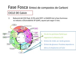 Fase Fosca Síntesi de compostos de Carboni 
CICLE DE Calvin 
2. Reducció del CO2 fixat. El PG amb l’ATP i el NADPH de la fase lluminosa 
es redueix a Gliceraldehid 3P (GAP), aquest pot seguir 3 vies: 
1. Via de les pentoses fosfat que 
regeneren la Ribulosa 2P. 
2. Síntesi de midó, aa i àcids grassos. 
3. Síntesi de glucosa i fructosa aquesta es 
dóna al citoplasma cel·lular 
 
