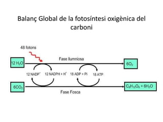 Balanç Global de la fotosíntesi oxigènica del 
carboni 
 