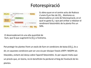 Fotorespiració 
Es dóna quan en el centre actiu de Rubisco 
s’uneix O2en lloc de CO2. Aleshores es 
desencadena un cicle de fotorespiració, en el 
qual es gasta O2 i que pot arribar a rebaixar el 
rendiment fotosintètic de la planta fins un 
50%. 
El desencadenant és una alta quantitat de 
llum, que fa que augmenti la [O2] a l’estroma. 
Pot protegir les plantes front un excés de llum en condicions de baixa [CO2], és a 
dir, en aquestes condicions pot ser una via per dissipar l’excés d’ATP i NADPH als 
tilacoides, evitant així danys sobre l’aparell fotosintètic. Es per aquest motiu que 
un procés que, en teoria, no és beneficiós ha perdurat al llarg de l’evolució de les 
plantes. 
 