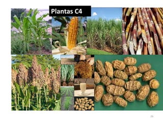 29 
Plantas C4 
 