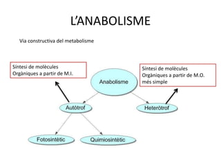 L’ANABOLISME 
Via constructiva del metabolisme 
Síntesi de molècules 
Orgàniques a partir de M.I. 
Síntesi de molècules 
Orgàniques a partir de M.O. 
més simple 
 