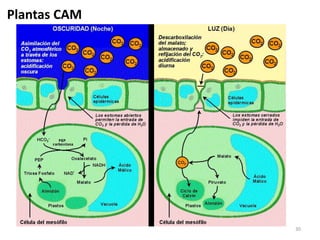 30 
Plantas CAM 
 
