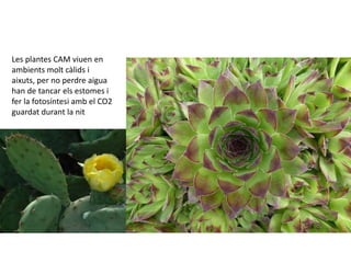 Les plantes CAM viuen en 
ambients molt càlids i 
aixuts, per no perdre aigua 
han de tancar els estomes i 
fer la fotosíntesi amb el CO2 
guardat durant la nit 
 