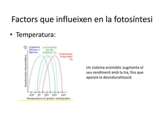 Factors que influeixen en la fotosíntesi 
• Temperatura: 
Un sistema enzimàtic augmenta el 
seu rendiment amb la tra, fins que 
apareix la desnaturalització 
 