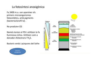 La fotosíntesi anoxigènica 
Fa 3400 m.a. van apareixer els 
primers microorganismes 
fotosintètics, amb pigments 
(bacterioclorofil·la) . 
No produien O2 
Només tenien el PSI i utilitzen la fase 
lluminosa cíclica. Utilitzen com a 
donador d’electrons l’H2S. 
Bacteris verds i púrpures del Sofre 
Columna 
winogranski 
 