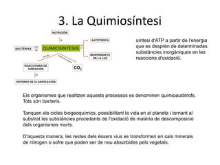 3. La Quimiosíntesi 
síntesi d'ATP a partir de l'energia 
que es desprèn de determinades 
substàncies inorgàniques en les 
reaccions d'oxidació. 
Els organismes que realitzen aquests processos es denominen quimioautòtrofs. 
Tots són bacteris. 
Tanquen els cicles biogeoquímics, possibilitant la vida en el planeta i tornant al 
substrat les substàncies procedents de l'oxidació de matèria de descomposició 
dels organismes morts. 
D'aquesta manera, les restes dels éssers vius es transformen en sals minerals 
de nitrogen o sofre que poden ser de nou absorbides pels vegetals. 
 