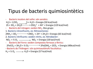 Tipus de bacteris quimiosintètics 
- Bacteris incolors del sofre: són aerobis: 
H2S + 1/2O2 S + H2O + Energia (50 kcal/mol) 
2S + 3O2 + 2H2O 2SO4 
2- + 4H+ + Energia (119 kcal/mol) 
- Bacteris del nitrogen: oxiden NH3. Dos grups: 
1. Bacteris nitrosificants, ex: Nitrosomonas: 
2NH3 + 3O2 2NO2 
- + 2H+ + 2H2O + Energia (65 kcal/mol) 
2. Bacteris nitrificants: oxiden nitrits, ex: Nitrobacter: 
NO2 
- + ½ O2 NO3 
- + Energia (18 kacl/mol) 
- Bacteris del Ferro: oxiden compostos ferrosos a fèrrics: 
2FeCO3 + 3H2O + ½ O2 2Fe(OH)3 + 2CO2 + Energia (40kcal/mol) 
- Bacteris de l’hidrogen: són quimioautòtrofs facultatius: 
H2 + ½ O2 H2O + Energia (57 kcal/mol) 
 
