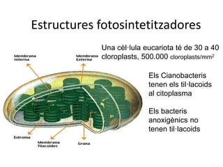 Estructures fotosintetitzadores 
Una cèl·lula eucariota té de 30 a 40 
cloroplasts, 500.000 cloroplasts/mm2 
Els Cianobacteris 
tenen els til·lacoids 
al citoplasma 
Els bacteris 
anoxigènics no 
tenen til·lacoids 
 