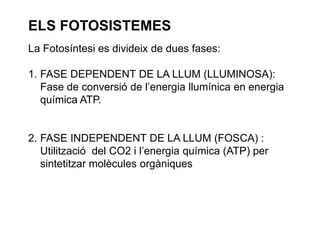 ELS FOTOSISTEMES 
La Fotosíntesi es divideix de dues fases: 
1. FASE DEPENDENT DE LA LLUM (LLUMINOSA): 
Fase de conversió de l’energia llumínica en energia 
química ATP. 
2. FASE INDEPENDENT DE LA LLUM (FOSCA) : 
Utilització del CO2 i l’energia química (ATP) per 
sintetitzar molècules orgàniques 
 