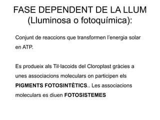 FASE DEPENDENT DE LA LLUM 
(Lluminosa o fotoquímica): 
Conjunt de reaccions que transformen l’energia solar 
en ATP. 
Es produeix als Til·lacoids del Cloroplast gràcies a 
unes associacions moleculars on participen els 
PIGMENTS FOTOSINTÈTICS.. Les associacions 
moleculars es diuen FOTOSISTEMES 
 