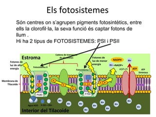 Els fotosistemes 
Són centres on s’agrupen pigments fotosintètics, entre 
ells la clorofil·la, la seva funció és captar fotons de 
llum . 
Hi ha 2 tipus de FOTOSISTEMES: PSI i PSII 
 