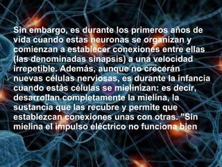Sin embargo, es durante los primeros años de
vida cuando estas neuronas se organizan y
comienzan a establecer conexiones entre ellas
(las denominadas sinapsis) a una velocidad
irrepetible. Además, aunque no crecerán
nuevas células nerviosas, es durante la infancia
cuando estás células se mielinizan: es decir,
desarrollan completamente la mielina, la
sustancia que las recubre y permite que
establezcan conexiones unas con otras. "Sin
mielina el impulso eléctrico no funciona bien
 