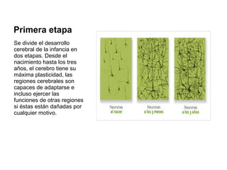 Primera etapa
Se divide el desarrollo
cerebral de la infancia en
dos etapas. Desde el
nacimiento hasta los tres
años, el cerebro tiene su
máxima plasticidad, las
regiones cerebrales son
capaces de adaptarse e
incluso ejercer las
funciones de otras regiones
si éstas están dañadas por
cualquier motivo.
 