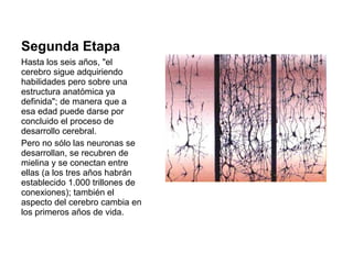 Segunda Etapa
Hasta los seis años, "el
cerebro sigue adquiriendo
habilidades pero sobre una
estructura anatómica ya
definida"; de manera que a
esa edad puede darse por
concluido el proceso de
desarrollo cerebral.
Pero no sólo las neuronas se
desarrollan, se recubren de
mielina y se conectan entre
ellas (a los tres años habrán
establecido 1.000 trillones de
conexiones); también el
aspecto del cerebro cambia en
los primeros años de vida.
 