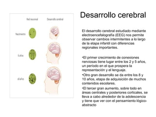 Desarrollo cerebral
El desarrollo cerebral estudiado mediante
electroencefalografía (EEG) nos permite
observar cambios intermitentes a lo largo
de la etapa infantil con diferencias
regionales importantes.
•El primer crecimiento de conexiones
nerviosas tiene lugar entre los 2 y 5 años,
un período en el que prospera la
representación y el lenguaje.
•Otro gran desarrollo se da entre los 8 y
10 años, etapa de adquisición de muchos
contenidos escolares.
•El tercer gran aumento, sobre todo en
áreas centrales y posteriores corticales, se
lleva a cabo alrededor de la adolescencia
y tiene que ver con el pensamiento lógico-
abstracto
 