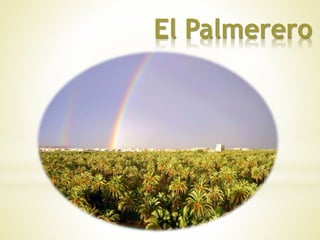 El Palmerero 
 