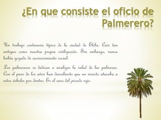 ¿En que consiste el oficio de 
Palmerero? 
Un trabajo centenario típico de la ciudad de Elche. Casi tan 
antiguo como nuestra propia civilización. Sin embargo, nunca 
había gozado de reconocimiento social. 
Los palmereros se dedican a analizar la salud de las palmeras. 
Con el paso de los años han descubierto que un insecto atacaba a 
estos árboles por dentro. Es el caso del picudo rojo. 
 