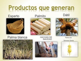 Productos que generan 
Esparto Palmito Dátil 
Palma de 
Semana Santa 
Palma blanca HACHAS DE 
NAVIDAD 
 