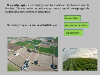 les parcel·les
• El paisatge agrari és el paisatge natural modificat pels humans amb la
finalitat d’obtenir productes de la natura, mentre que el paisatge agrícola
es dedicaria estrictament a l’agricultura.
• Els paisatges agraris estan caracteritzats per els sistemes de cultiu
el poblament
 