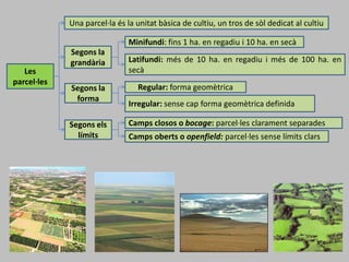 Les
parcel·les
Una parcel·la és la unitat bàsica de cultiu, un tros de sòl dedicat al cultiu
Segons la
grandària
Minifundi: fins 1 ha. en regadiu i 10 ha. en secà
Latifundi: més de 10 ha. en regadiu i més de 100 ha. en
secà
Segons la
forma
Regular: forma geomètrica
Irregular: sense cap forma geomètrica definida
Segons els
límits
Camps closos o bocage: parcel·les clarament separades
Camps oberts o openfield: parcel·les sense límits clars
 