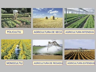 POLICULTIU AGRICULTURA DE SECÀ AGRICULTURA INTENSIVA
MONOCULTIU AGRICULTURA DE REGADIU AGRICULTURA EXTENSIVA
 