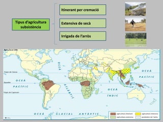 Tipus d’agricultura
subsistència
Itinerant per cremació
Extensiva de secà
Irrigada de l’arròs
 