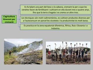 L’agricultura
itinerant per
cremació
Es fa talant una part del bosc o la sabana, cremant-la per a que les
cendres facen de fertilitzant i cultivant en ella durant tres o quatre anys,
fins que la terra s’esgota i es crema un altre tros.
Les tècniques són molt rudimentàries, es cultiven productes diversos per
a l’autoconsum en parcel·les xicotetes i la productivitat és molt baixa.
Es practica en la zona equatorial d’Amèrica, Àfrica, Àsia i Oceania i a
Indoxina.
 