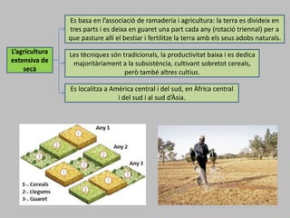 L’agricultura
extensiva de
secà
Es basa en l’associació de ramaderia i agricultura: la terra es divideix en
tres parts i es deixa en guaret una part cada any (rotació triennal) per a
que pasture allí el bestiar i fertilitze la terra amb els seus adobs naturals.
Les tècniques són tradicionals, la productivitat baixa i es dedica
majoritàriament a la subsistència, cultivant sobretot cereals,
però també altres cultius.
Es localitza a Amèrica central i del sud, en Àfrica central
i del sud i al sud d’Àsia.
 