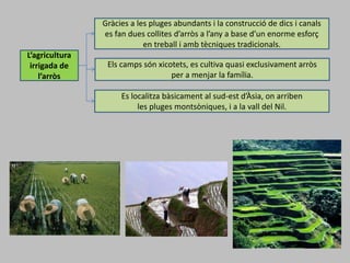 L’agricultura
irrigada de
l’arròs
Gràcies a les pluges abundants i la construcció de dics i canals
es fan dues collites d’arròs a l’any a base d’un enorme esforç
en treball i amb tècniques tradicionals.
Els camps són xicotets, es cultiva quasi exclusivament arròs
per a menjar la família.
Es localitza bàsicament al sud-est d’Àsia, on arriben
les pluges montsòniques, i a la vall del Nil.
 