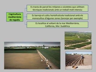 L’agricultura
mediterrània
de regadiu
Es tracta de parcel·les mitjanes o xicotetes que utilitzen
tècniques tradicionals amb un treball molt intensiu
Es barreja el cultiu hortofrutícola tradicional amb els
monocultius d’algunes zones (taronjar per exemple)
Es localitza al voltant de la mar Mediterrània,
Califòrnia, Xile i Sudàfrica
 