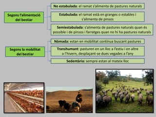 Segons l’alimentació
del bestiar
No estabulada: el ramat s’alimenta de pastures naturals
Estabulada: el ramat està en granges o estables i
s’alimenta de pinsos
Semiestabulada: s’alimenta de pastures naturals quan és
possible i de pinsos i farratges quan no hi ha pastures naturals
Segons la mobilitat
del bestiar
Nòmada: estan en mobilitat contínua buscant pastures
Transhumant: pasturen en un lloc a l’estiu i en altre
a l’hivern, desplaçant-se dues vegades a l’any
Sedentària: sempre estan al mateix lloc
 