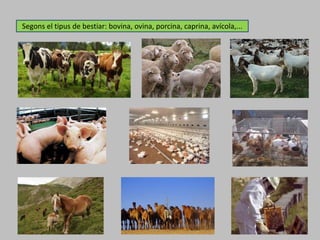 Segons el tipus de bestiar: bovina, ovina, porcina, caprina, avícola,...
 