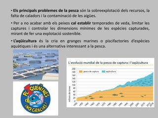 • Els principals problemes de la pesca són la sobreexplotació dels recursos, la
falta de caladors i la contaminació de les aigües.
• Per a no acabar amb els peixos cal establir temporades de veda, limitar les
captures i controlar les dimensions mínimes de les espècies capturades,
mirant de fer una explotació sostenible.
• L’aqüicultura és la cria en granges marines o piscifactories d’espècies
aquàtiques i és una alternativa interessant a la pesca.
 
