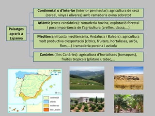 Paisatges
agraris a
Espanya
Continental o d’interior (interior peninsular): agricultura de secà
(cereal, vinya i oliveres) amb ramaderia ovina sobretot
Atlàntic (costa cantàbrica): ramaderia bovina, explotació forestal
i poca importància de l’agricultura (creïlles, dacsa,...)
Mediterrani (costa mediterrània, Andalusia i Balears): agricultura
molt productiva d’exportació (cítrics, fruiters, hortalisses, arròs,
flors,...) i ramaderia porcina i avícola
Canàries (illes Canàries): agricultura d’hortalisses (tomaques),
fruites tropicals (plàtans), tabac,...
 