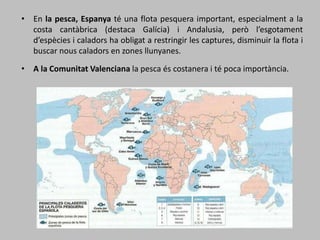 • En la pesca, Espanya té una flota pesquera important, especialment a la
costa cantàbrica (destaca Galícia) i Andalusia, però l’esgotament
d’espècies i caladors ha obligat a restringir les captures, disminuir la flota i
buscar nous caladors en zones llunyanes.
• A la Comunitat Valenciana la pesca és costanera i té poca importància.
 