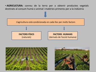 L’agricultura està condicionada en cada lloc per molts factors
FACTORS FÍSICS
(naturals)
FACTORS HUMANS
(derivats de l’acció humana)
• AGRICULTURA: conreu de la terra per a obtenir productes vegetals
destinats al consum humà o animal i matèries primeres per a la indústria
 