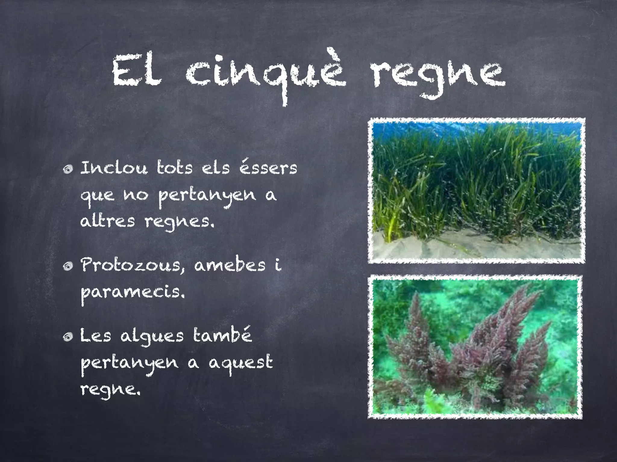 El cinquè regne

Inclou tots els éssers
que no pertanyen a
altres regnes.

Protozous, amebes i
paramecis.

Les algues també
pertanyen a aquest
regne.
 