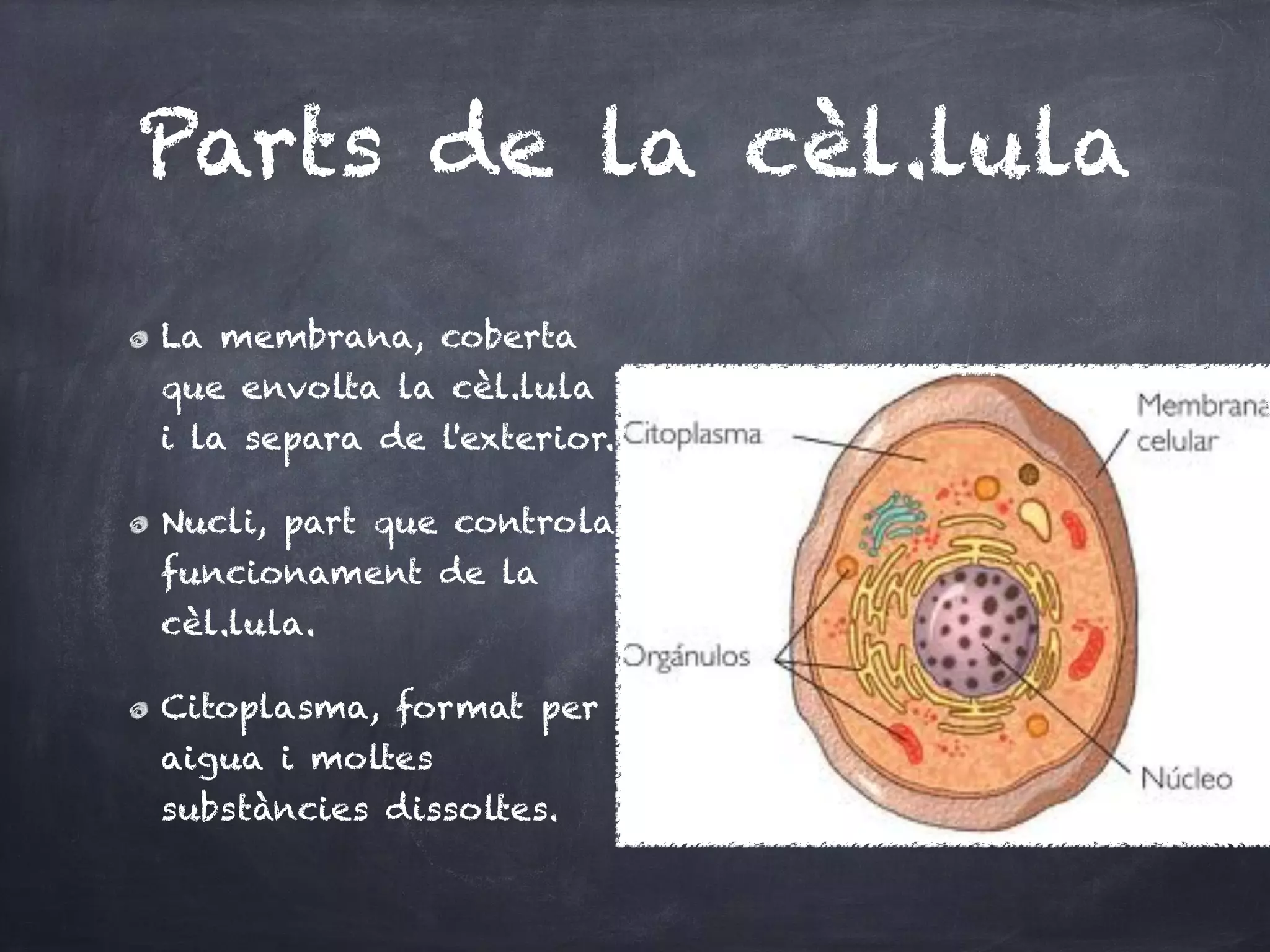 Parts de la cèl.lula
La membrana, coberta
que envolta la cèl.lula
i la separa de l'exterior.

Nucli, part que controla
funcionament de la
cèl.lula.

Citoplasma, format per
aigua i moltes
substàncies dissoltes.
 