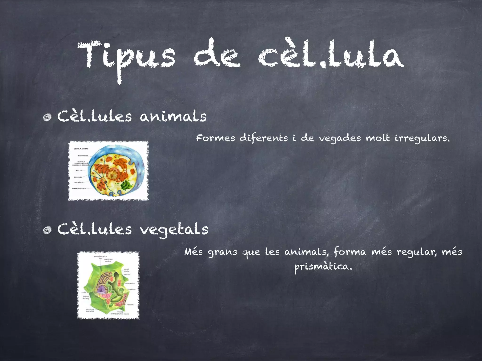 Tipus de cèl.lula
Cèl.lules animals
                 Formes diferents i de vegades molt irregulars.






Cèl.lules vegetals
               Més grans que les animals, forma més regular, més
                                  prismàtica.
 