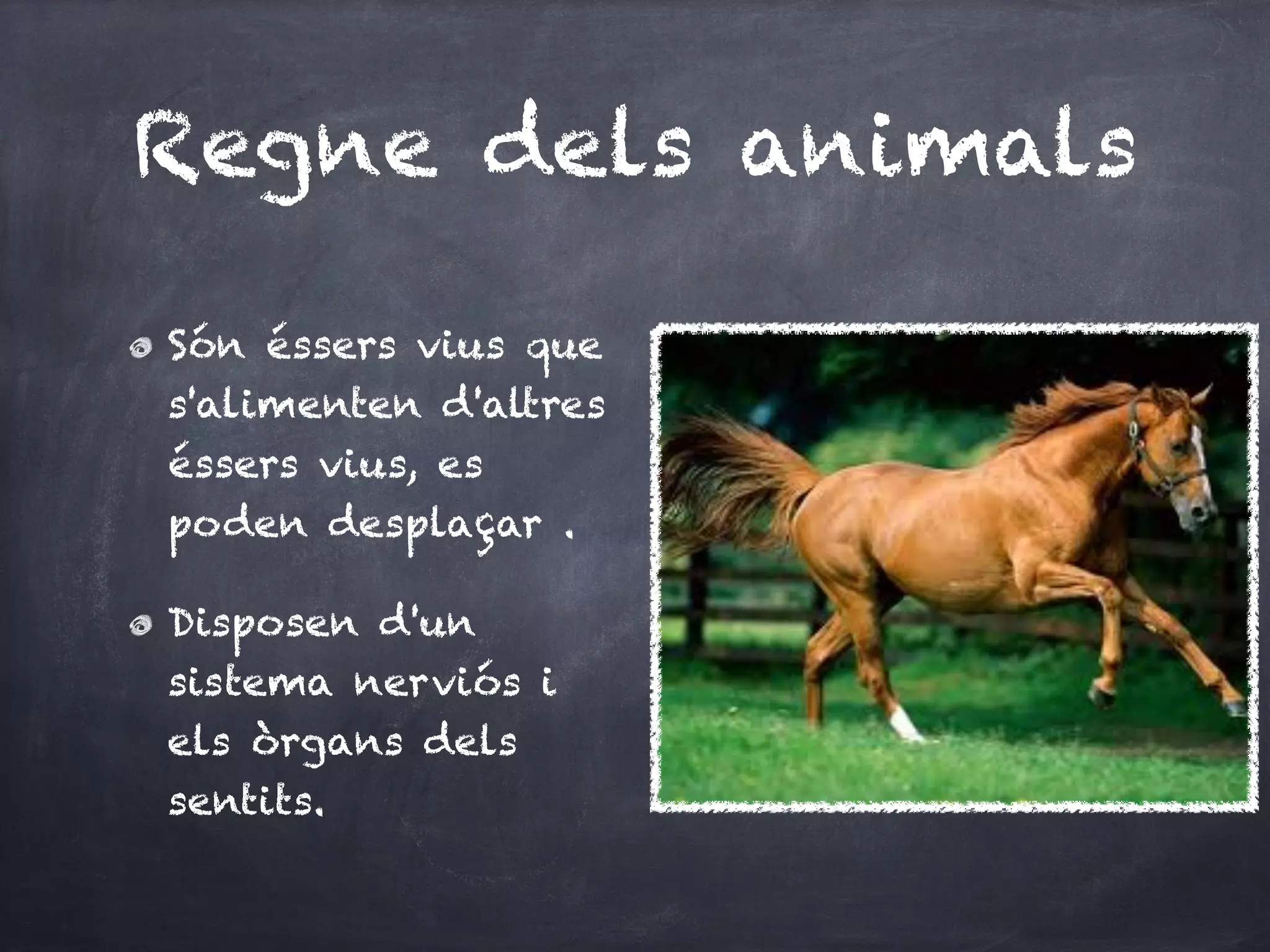Regne dels animals

Són éssers vius que
s'alimenten d'altres
éssers vius, es
poden desplaçar .

Disposen d'un
sistema nerviós i
els òrgans dels
sentits.
 