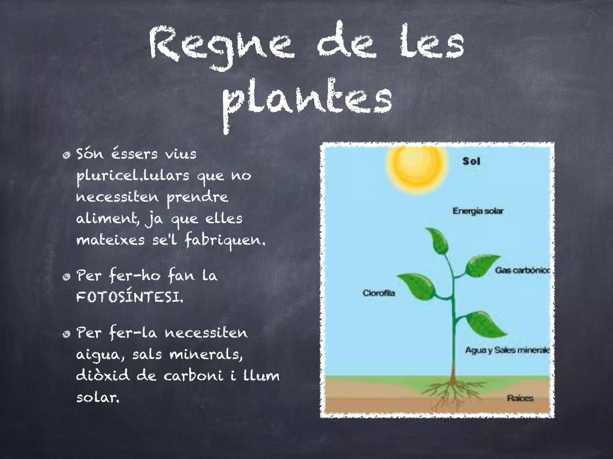 Regne de les
           plantes
Són éssers vius
pluricel.lulars que no
necessiten prendre
aliment, ja que elles
mateixes se'l fabriquen.

Per fer-ho fan la
FOTOSÍNTESI.

Per fer-la necessiten
aigua, sals minerals,
diòxid de carboni i llum
solar.
 