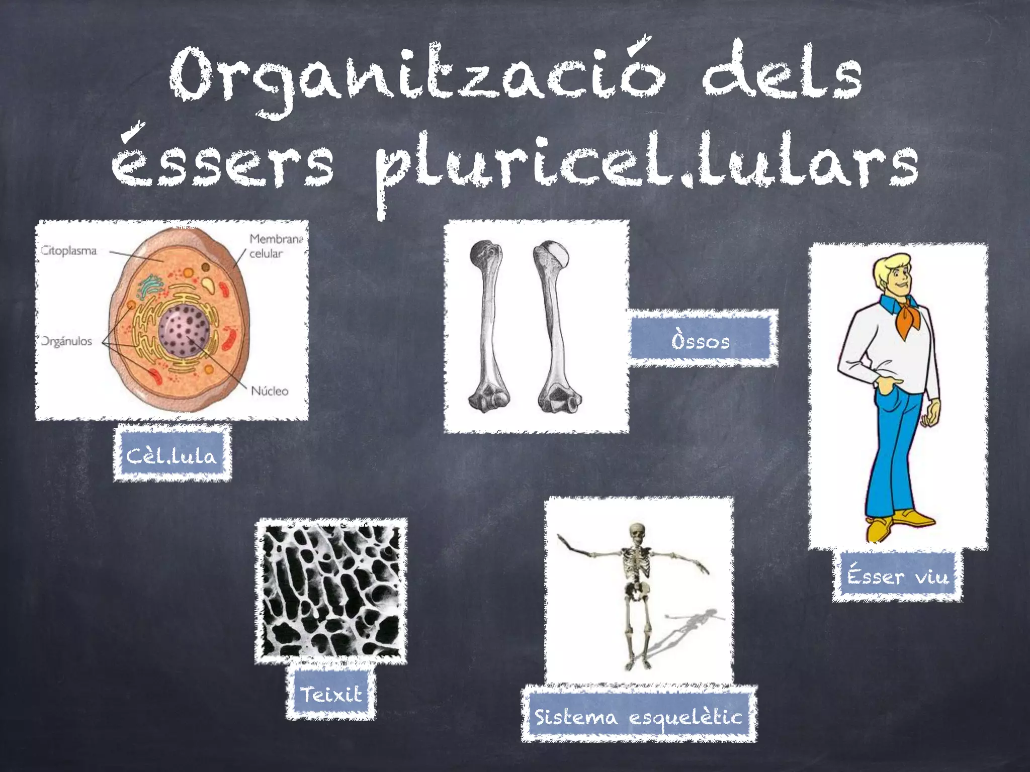 Organització dels
éssers pluricel.lulars

                               Òssos




Cèl.lula




                                         Ésser viu




           Teixit
                    Sistema esquelètic
 