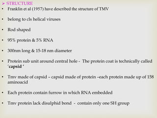 Tmv Group T4 AND TMV | PPTX