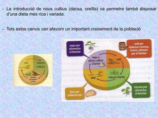  La introducció de nous cultius (dacsa, creïlla) va permetre també disposar
d’una dieta més rica i variada.
 Tots estos canvis van afavorir un important creixement de la població
 