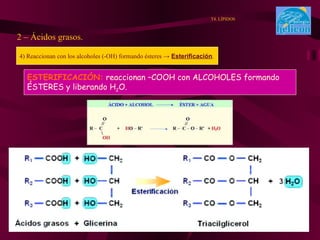 2 – Ácidos grasos. T4. LÍPIDOS 4) Reaccionan con los alcoholes (-OH) formando ésteres  ->  Esterificación . ESTERIFICACIÓN:  reaccionan –COOH con ALCOHOLES formando  ÉSTERES y liberando H 2 O. 