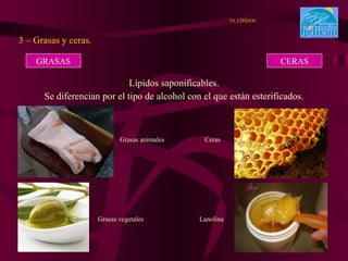 Lípidos saponificables. Se diferencian por el tipo de alcohol con el que están esterificados. 3 – Grasas y ceras. T4. LÍPIDOS GRASAS CERAS Grasas animales Lanolina Ceras Grasas vegetales 