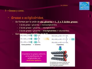 Grasas o acilglicéridos. Se forman por la unión de  una glicerina  a  1, 2 o 3 ácidos grasos: 1 ácido graso + glicerina  -> monoacilglicéridos. 2 ácido grasos + glicerina  -> diacilglicéridos. 3 ácido grasos + glicerina  ->  triacilglicéridos  (+ abundantes ) . Son  apolares e insolubles en H 2 O . 3 – Grasas y ceras. T4. LÍPIDOS Al perderse los grupos carboxilo,  en la esterificación, los  acilglicéridos son moléculas apolares . 
